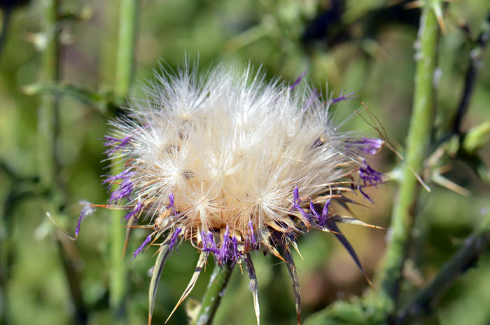 Blessed Milkthistle is in the Aster family and its fruit is a cypsela in a fuzzy wind-borne array as shown here. Silybum marianum